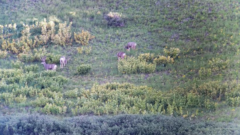 Bowhunting for success 3