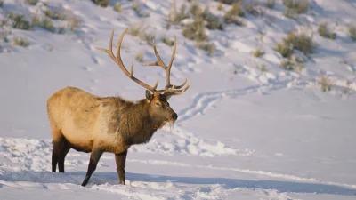 2023-2024 Utah big game hunt season dates and newly approved statewide elk management plan