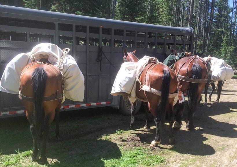Horses ready for the wyoming backcountry