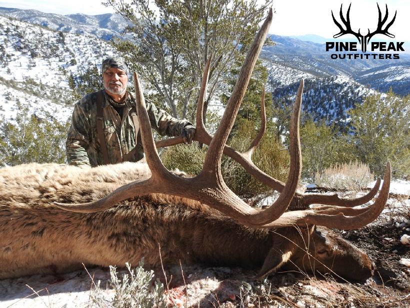 2016 nevada bull taken with pine peak outfitters