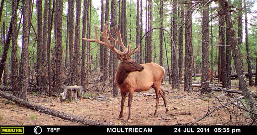 Bull elk on trail camera 4