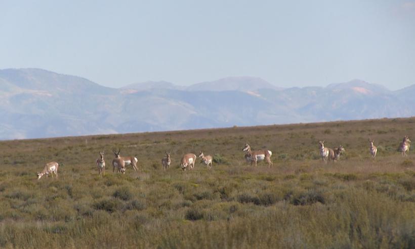 Herd of antelope 2