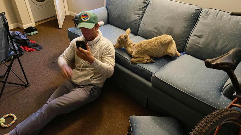 Man takes home bighorn sheep