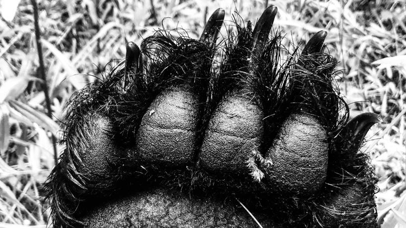 Close up black bear paw