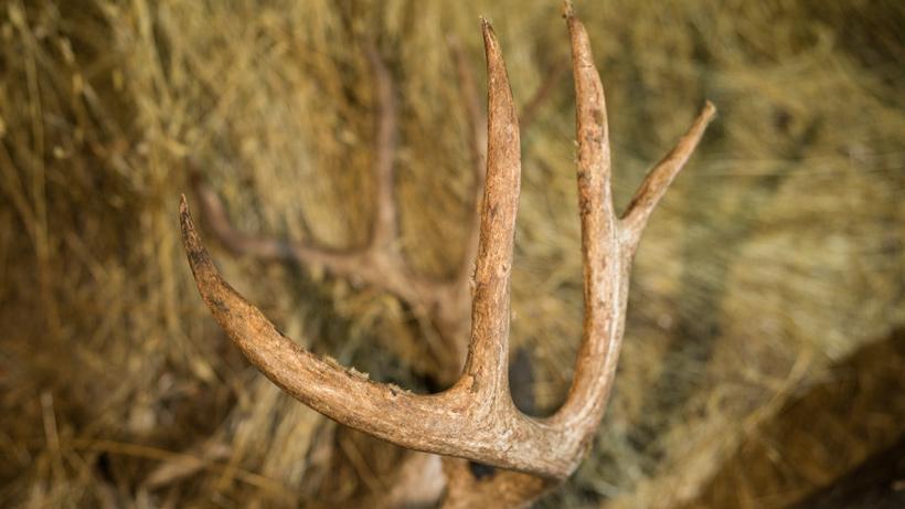 Side of mule deer antlers