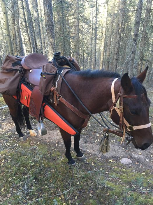 Using horses for elk hunting