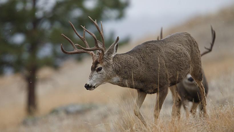 Montana general season mule deer — narrowing down your choices - 0