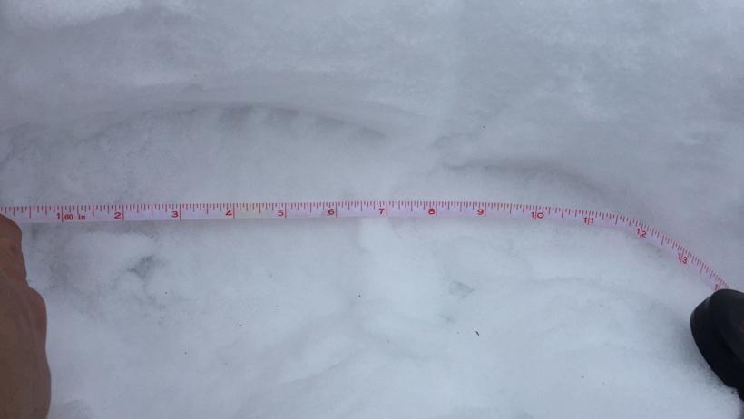 Cpw moose poaching top