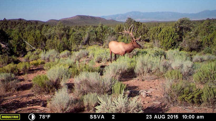 Getting the most out of your trail camera scouting - 5