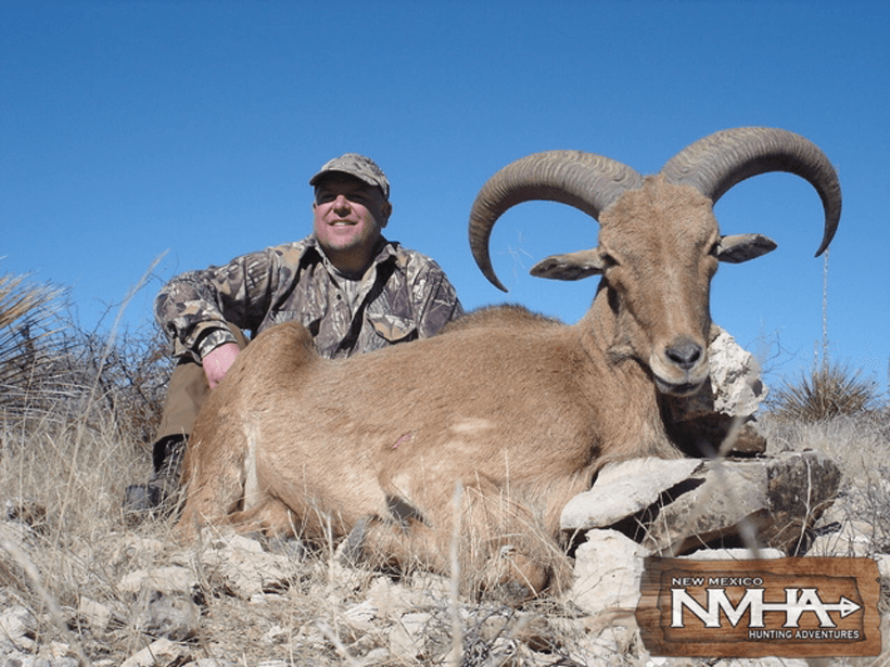New mexico barbary sheep