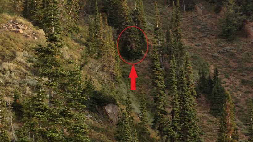 Wyoming mule deer 10