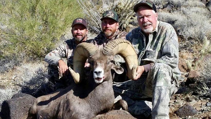 Steve mccreary bighorn sheep