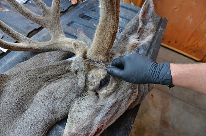 Cutting around the antler