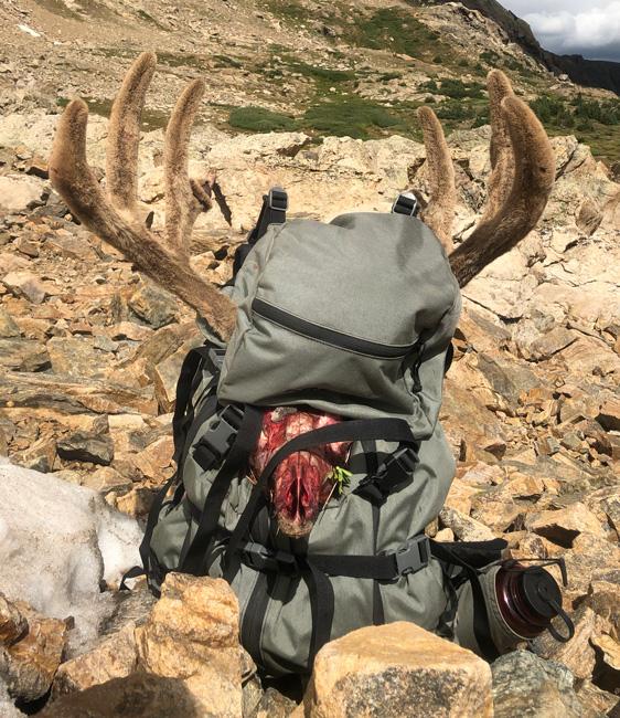 Packing out mule deer buck