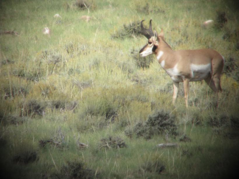 Antelope buck 1 pic 2