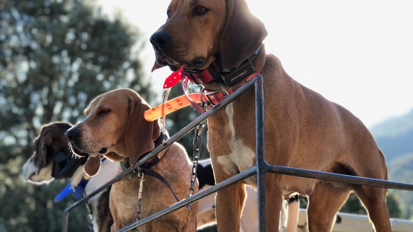 Nevada bear petition 3