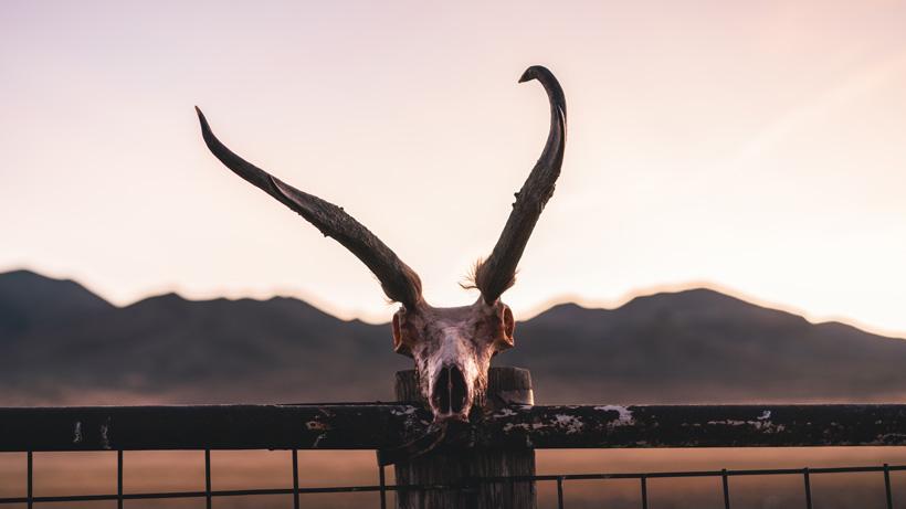 Wide antelope buck horns