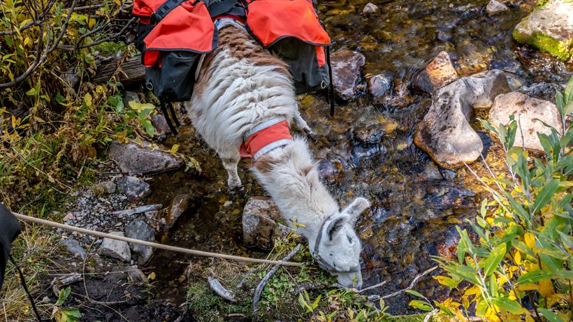 Llama grabbing a drink of water
