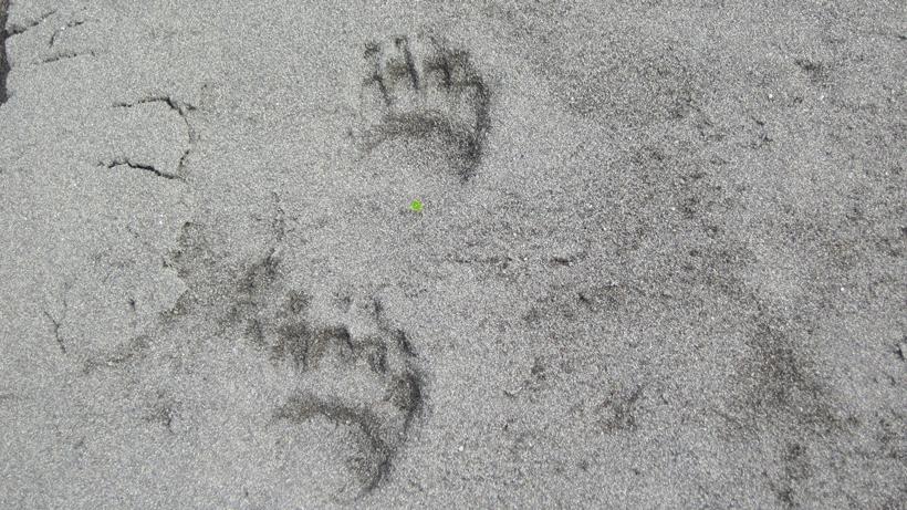 Grizzly bear tracks