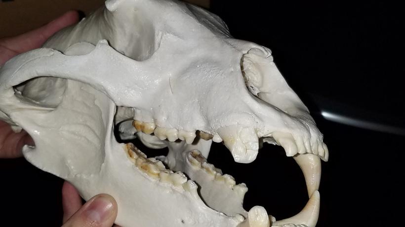 California black bear 12_0