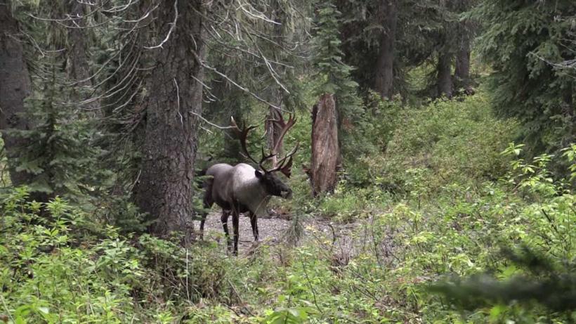 The downfall of the rare south Selkirk Mountain caribou - 2