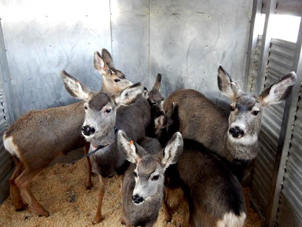 Mule deer overload. Hunt or move them? - 1