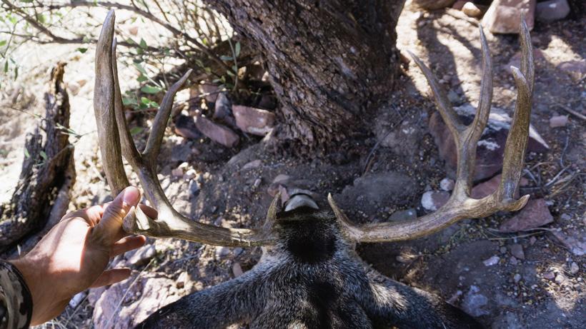 Back view of Arizona OTC mule deer antlers