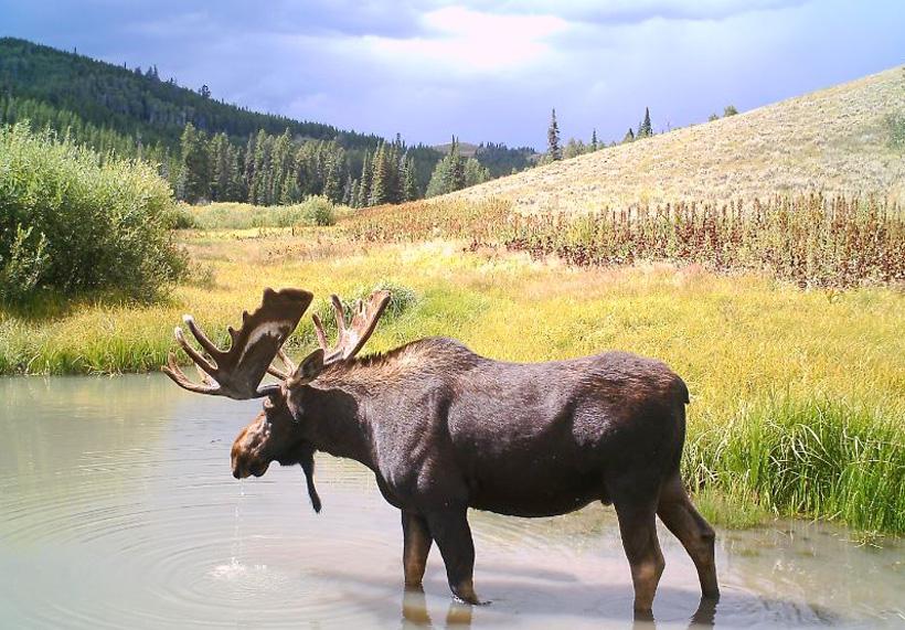 Velvet bull moose photo from deadline outfitters in idaho