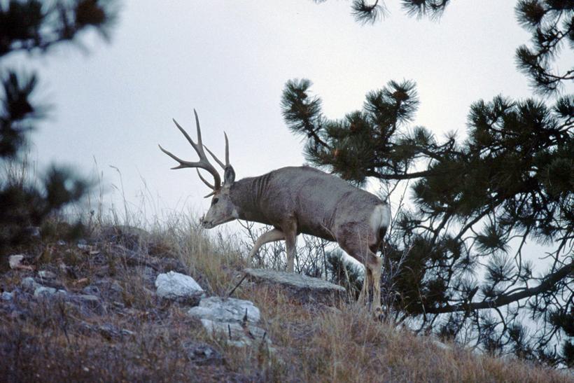 Jballard_mule deer_0