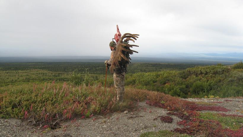 Alaska moose hunt goes from risk to reward in seconds - 0