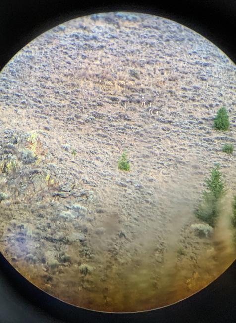 Mule deer digiscope