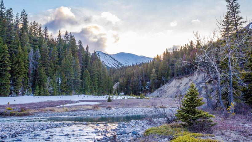 Montana spring bear hunting conditions