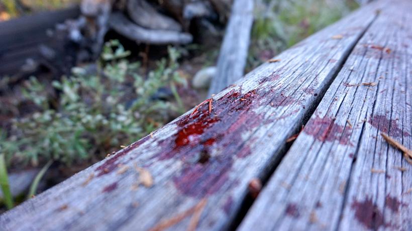 Tracking blood from a bull elk