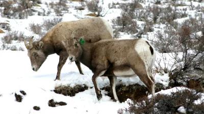 Wyoming decreases ewe/lamb tags for 2024