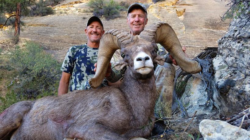 Desert bighorn sheep