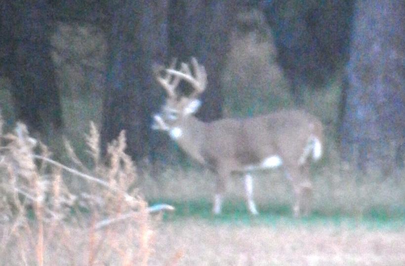 Live photo of an early season whitetail
