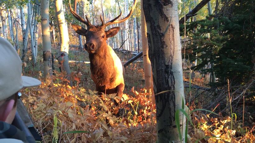 Small bull elk called in to three feet in utah