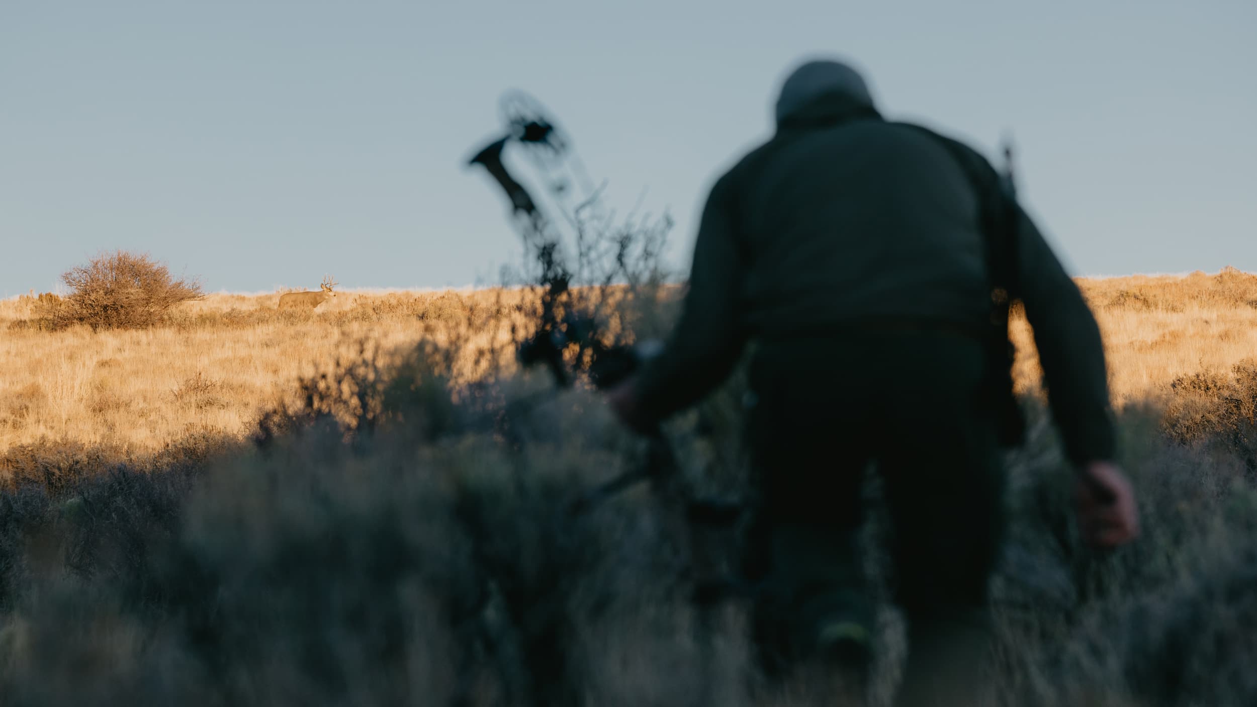 Stalking mule deer buck in open country with a bow