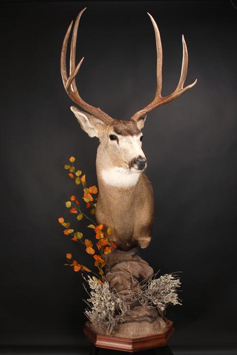 Stephen spurlock mule deer mount