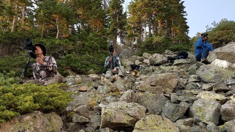 Summer Colorado bighorn sheep survey crew glassing