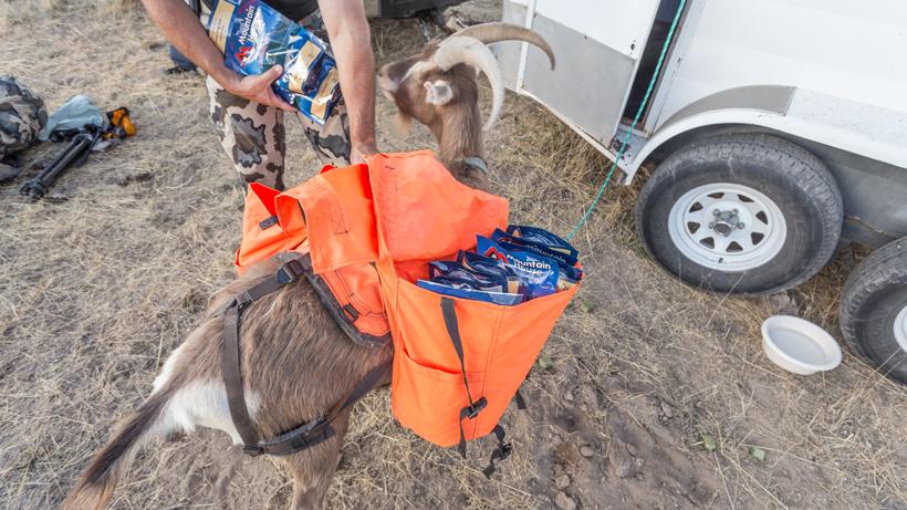 Pack goat hauling food and gear