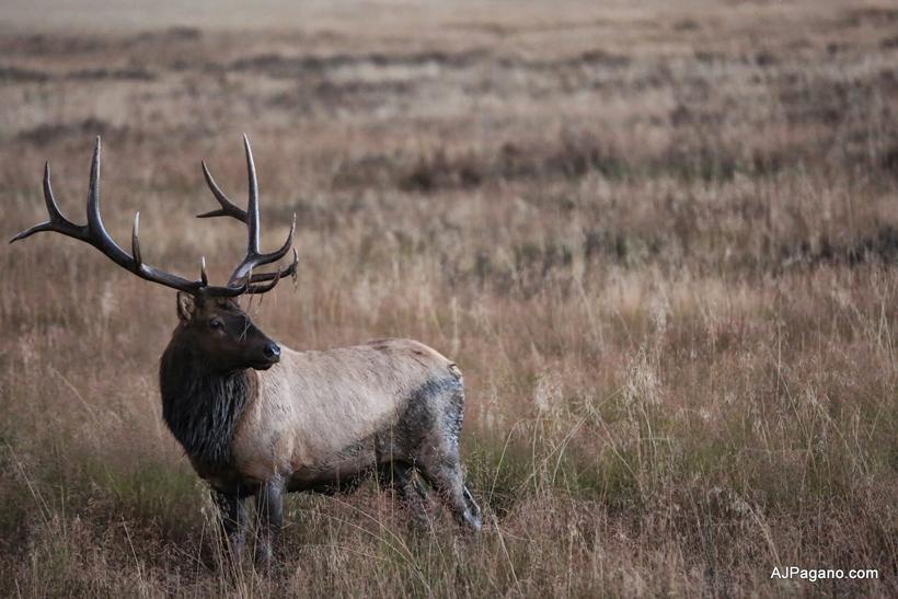 Muddy colorado bull elk