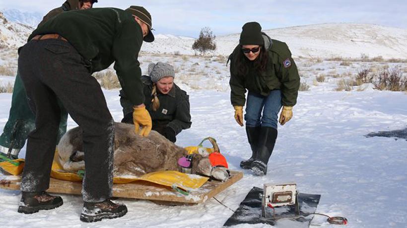 Wyoming bighorn sheep capture 2