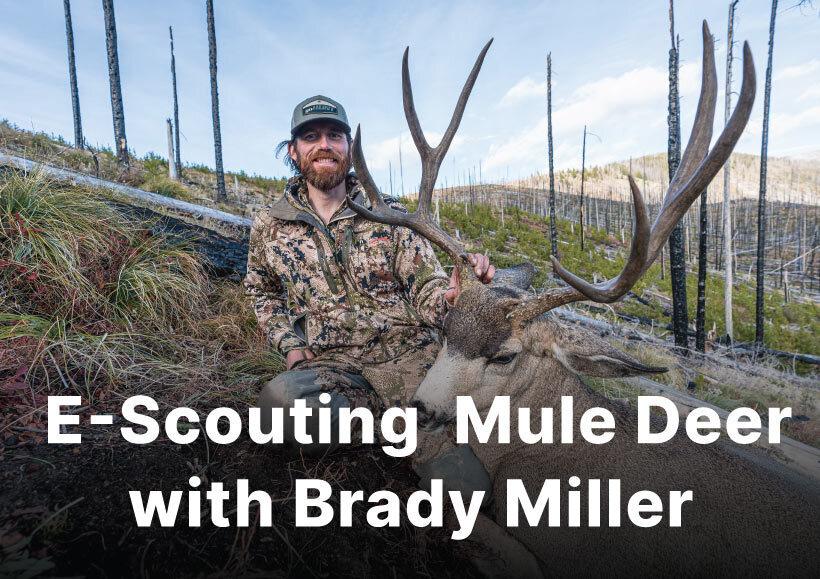 E scouting mule deer tips with brady miller