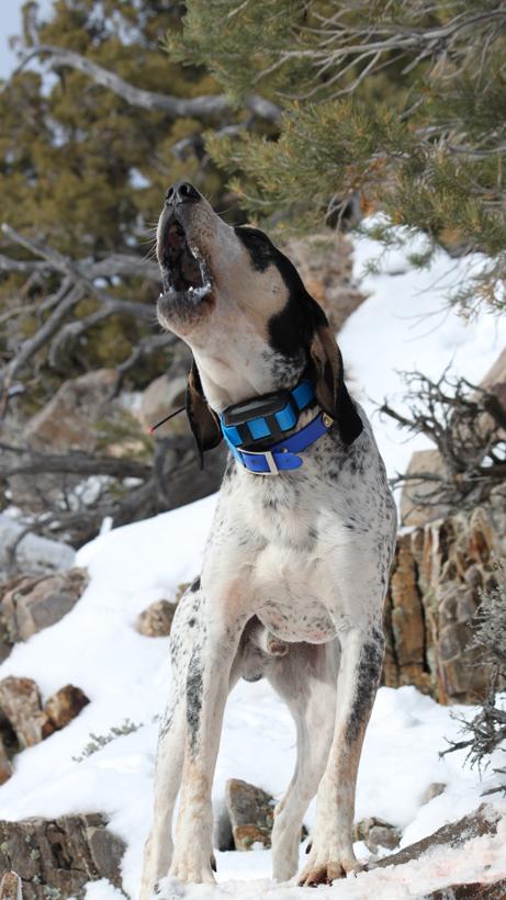 Nevada bear petition 5