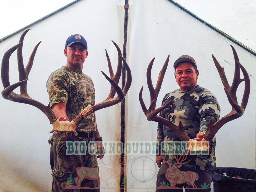 Big arizona over the counter mule deer bucks