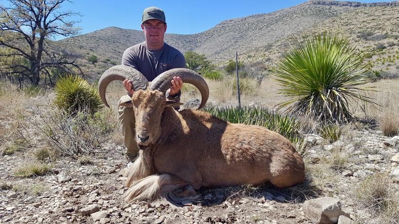 Texas aoudad 12