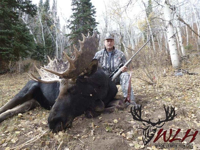 Utah bull moose 2