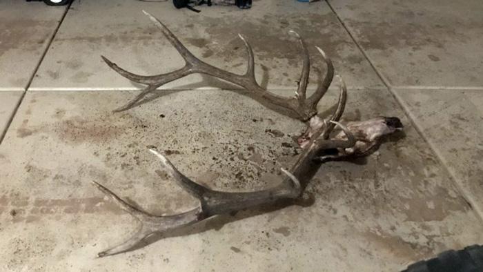 Utah man charged with poaching bull elk - 0