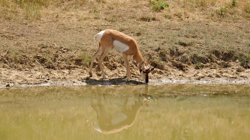 Antelope buck at a waterhole